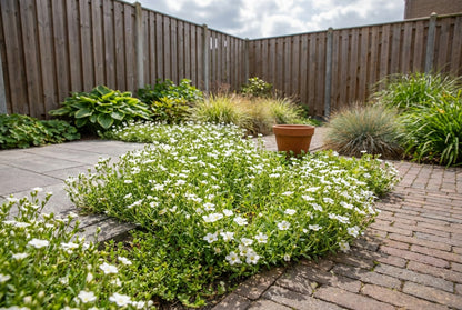Zandkruid (Arenaria montana) - Tuinplanten