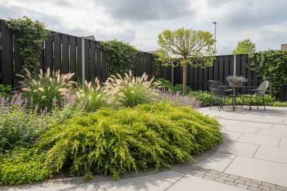 Jeneverbes (Juniperus horizontalis ‘Prince of Wales’) - Coniferen