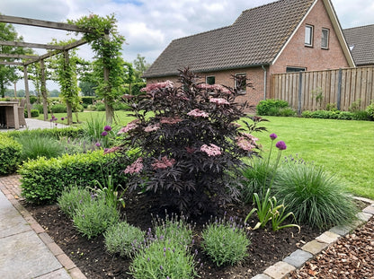Zwarte vlier (Sambucus nigra Black Lace) - Heesters