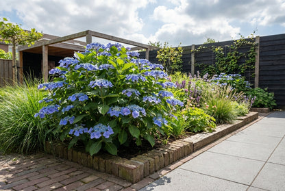 Hortensia (Hydrangea macrophylla 'Blaumeise' (Teller Blue)) - Hortensia