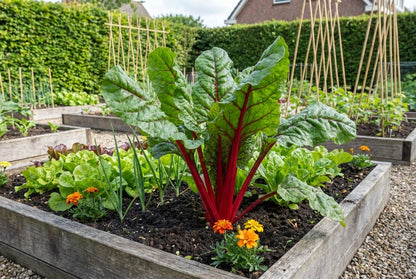 Bieten Red Chard Micro Leaf - Zaden