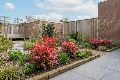 Hemelse bamboe (Nandina domestica Blush Pink) - Groenblijvende struiken
