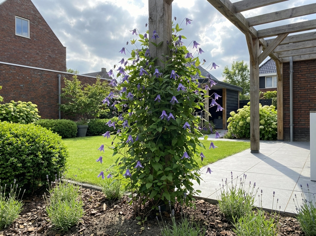 Klimplant Clematis macr. Maidwell Hall (Bosrank) - Klimplanten