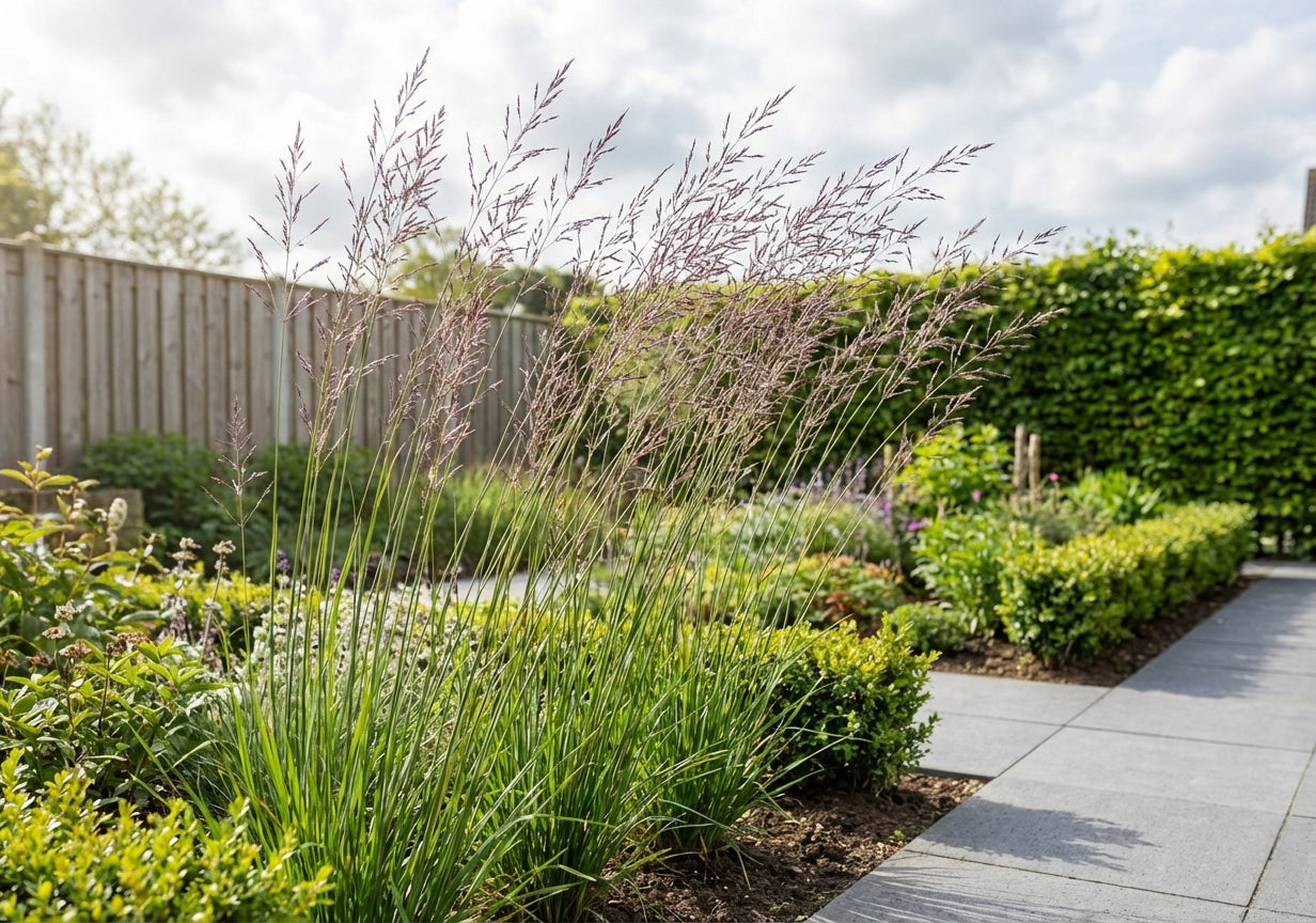 Pijpestrootje (Molinia 'Banshee') - Pijpestrootje