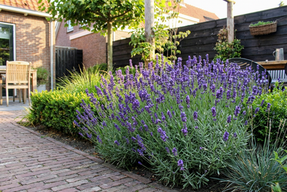 Lavendel (Lavandula angustifolia 'Dwarf Blue') - Tuinplanten