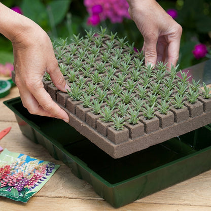 Kweekbakset incl. groeimedium H11x35x23,5cm (7x11 cellen) - Kweekbenodigdheden