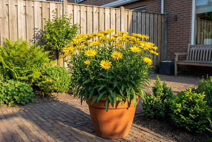 Koeieoog (Buphthalmum salicifolium) - Tuinplanten