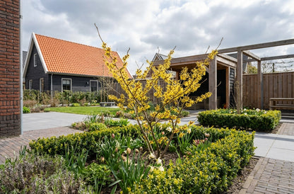 Toverhazelaar (Hamamelis intermedia 'Westerstede')