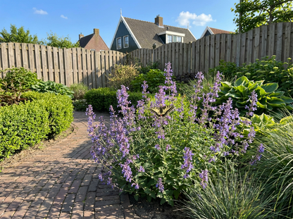 Kattekruid (Nepeta faassenii Walkers Low) - Tuinplanten