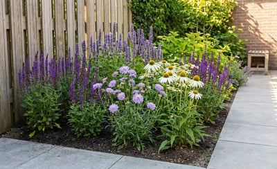 Borderpakket voor vlinders en bijen (1,5m2)