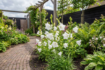 Perzikbladig klokje (Campanula persicifolia 'Alba')