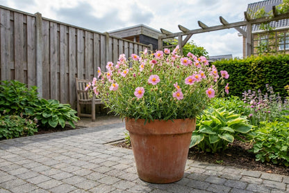 Zonneroosje (Helianthemum 'Lawrenson's Pink') - Tuinplanten
