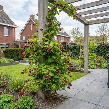 Klimplant Rubus phoenicolasius (japanse wijnbes) - Klimplanten