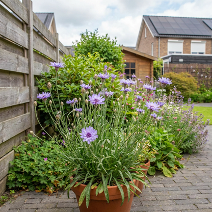 Blauwe strobloem (Catananche caerulea) - Tuinplanten