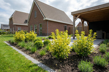 Kardinaalsmuts (Euonymus fortunei 'Blondy'®)