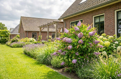 Vlinderstruik (Buddleja davidii Butterfly Candy® Lila Sweetheart)