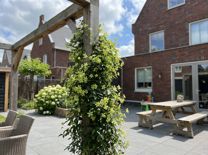 Groenblijvende Klimplant Clematis Pixie (Bosrank) - Klimplanten