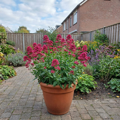 Rode valeriaan (Centranthus ruber 'Coccineus') - Tuinplanten