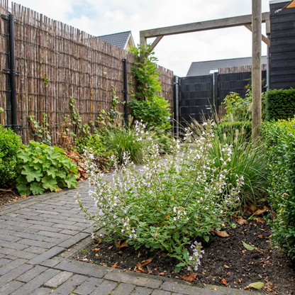 Steentijm (Calamintha nepeta ssp. Nepeta) - Tuinplanten