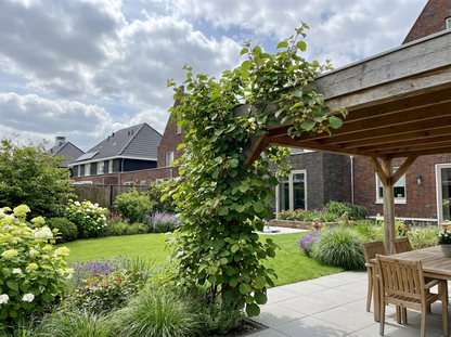 Klimplant Actinidia deliciosa Hayward (kiwi) - Klimplanten