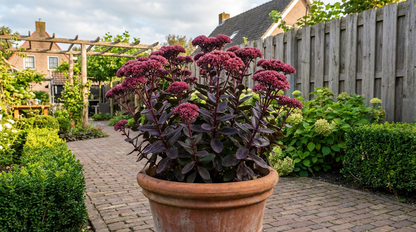 Hemelsleutel (Sedum hybridum 'Purple Emperor') - Tuinplanten