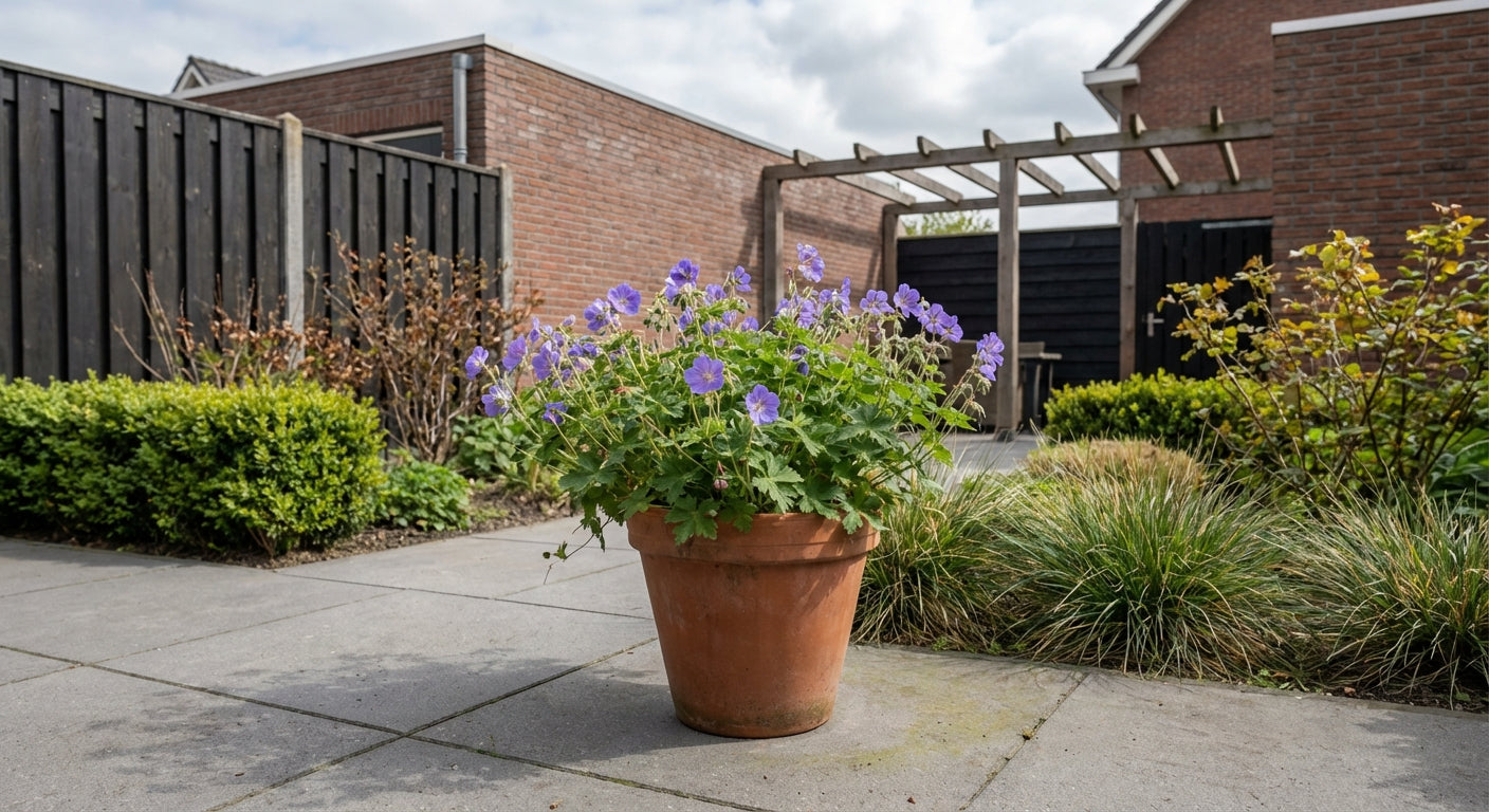 Ooievaarsbek (Geranium 'New Dimension')