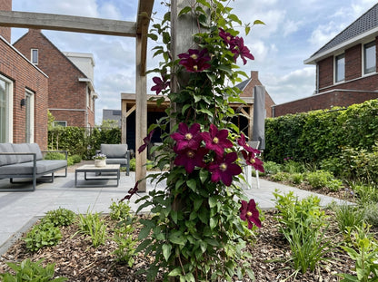 Klimplant Clematis Niobe (Bosrank) - Klimplanten