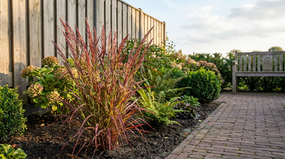 Liefdesgras (eragrostis spectabilis) - Tuinplanten