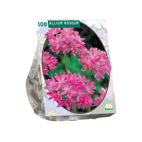 Allium Roseum  - 100 stuks