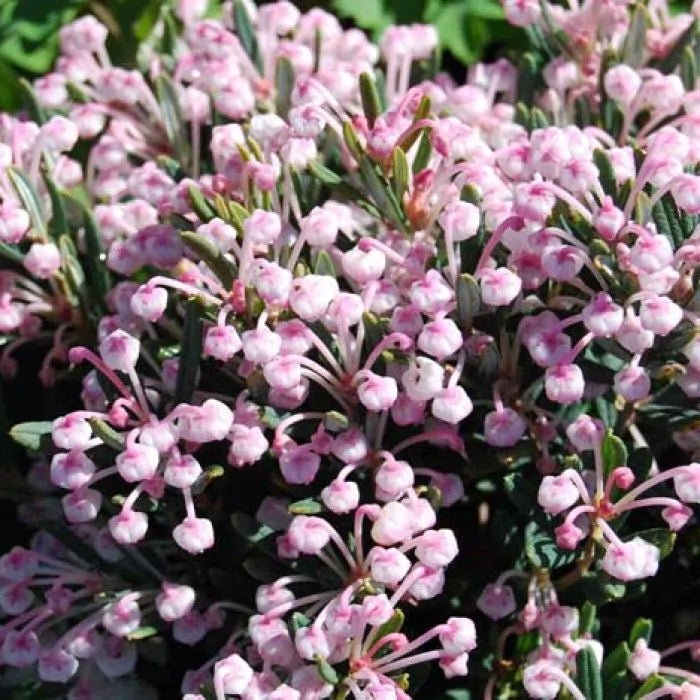 Lavendelheide (Andromeda polifolia 'Compacta')