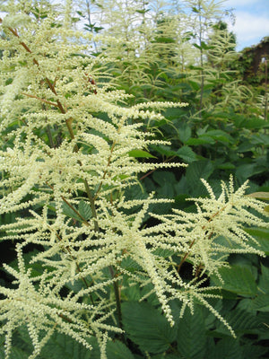 Geitebaard (Aruncus dioicus)