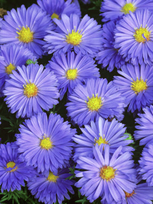 Herfstaster (Aster (D) 'Lady in Blue')