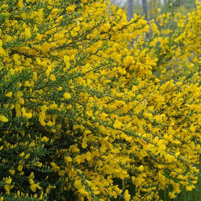 Brem (Cytisus scoparius 'Vanesse') - Heesters