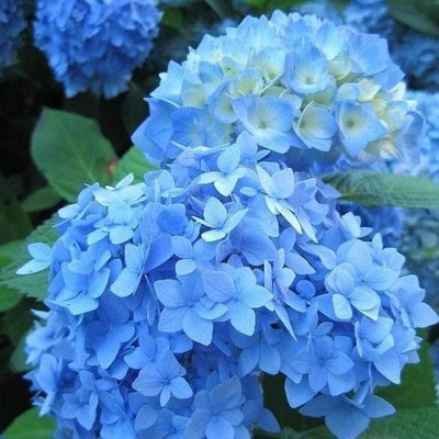 Hortensia (Hydrangea macrophylla ‘Nikko Blue’ )