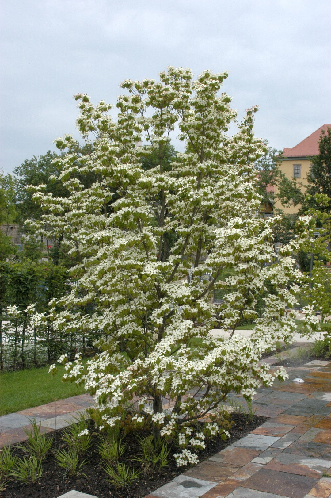Kornoelje (Cornus kousa chinensis)