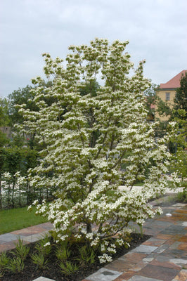 Kornoelje (Cornus kousa chinensis)