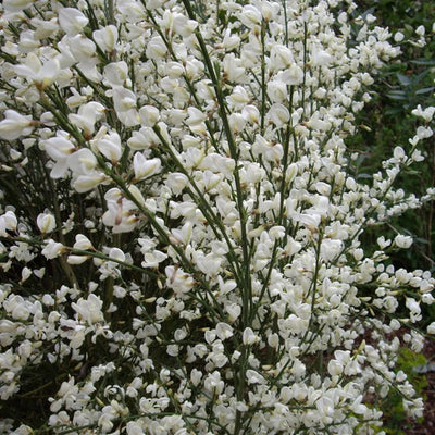 Brem (Cytisus praecox 'Albus')