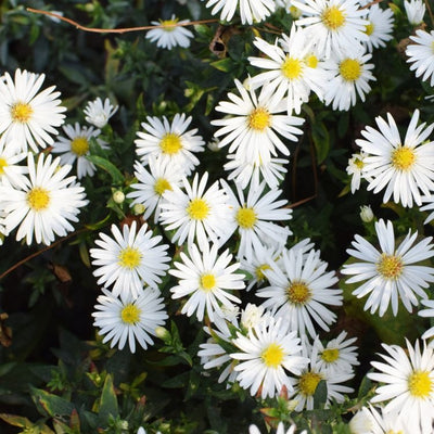 Dwerg aster (Aster (D) 'Schneekissen')