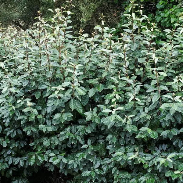 Olijfwilg (Elaeagnus ebbingei 'Compacta') - Haagplanten