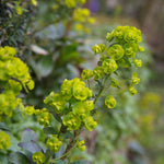 Amandelwolfsmelk (Euphorbia amygd. var. robbiae)