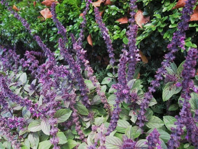 Basilicum (Ocimum basilicum 'Magic Mountain')