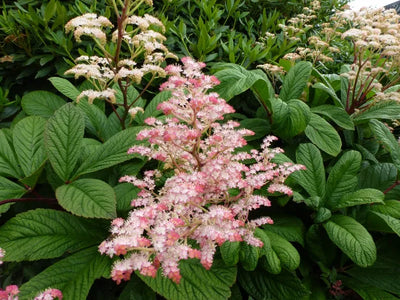 Schout-bij-nacht (Rodgersia pinnata)