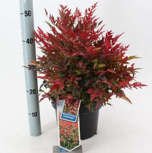 Hemelse bamboe (Nandina domestica ‘Gulfstream’ ) - Groenblijvende struiken