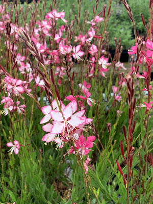 Prachtkaars (Gaura lindheimeri 'Grace')