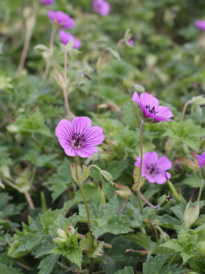 Ooievaarsbek (Geranium 'Pink Penny')