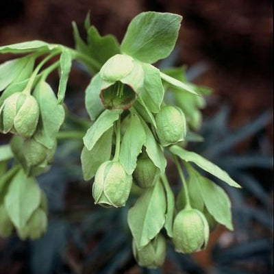 Nieskruid (Helleborus foetidus)