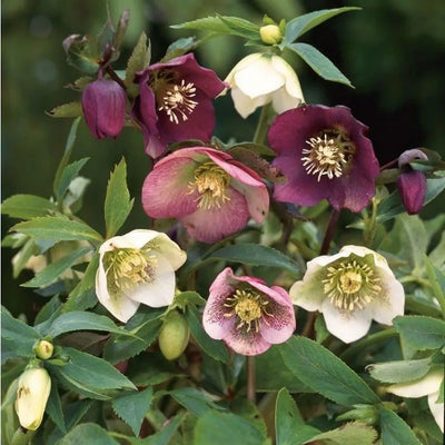 Kerstroos (Helleborus orientalis)