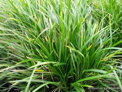 Zegge (Carex morrowii Irish Green)