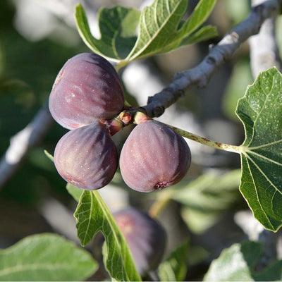 Klimplant Ficus carica 'Rouge de Bordeaux' (Vijg)