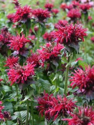 Bergamotplant (Monarda hybride 'Fireball' )